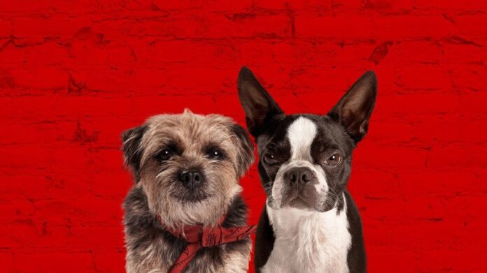 vida perra vida perra